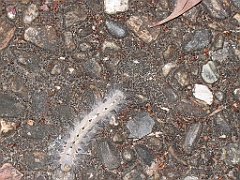 CairnsTC058 Centenary Lakes